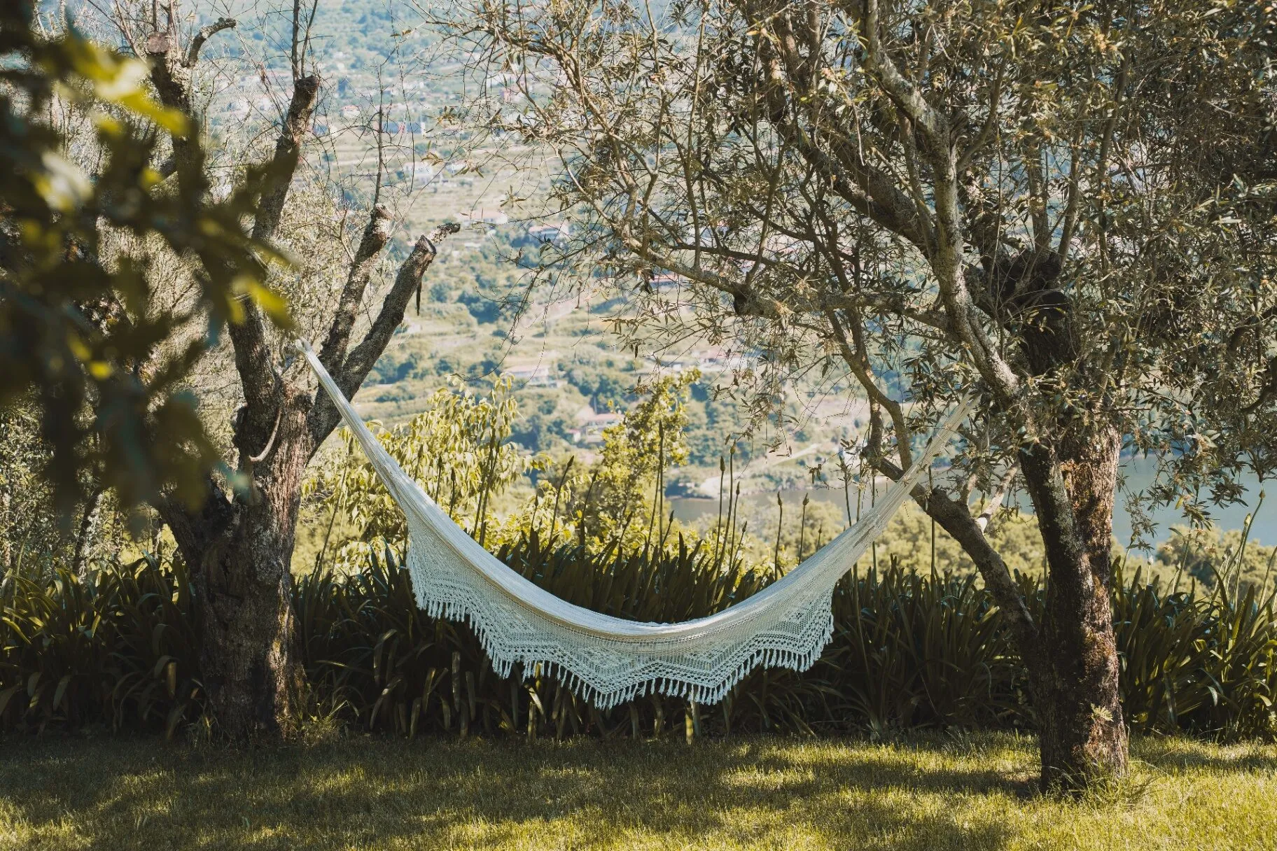 Rede no jardim entre oliveiras